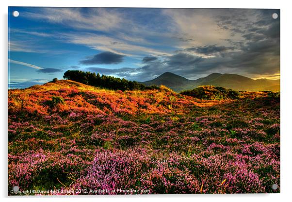 Blooming heather in the Mournes Acrylic by David McFarland