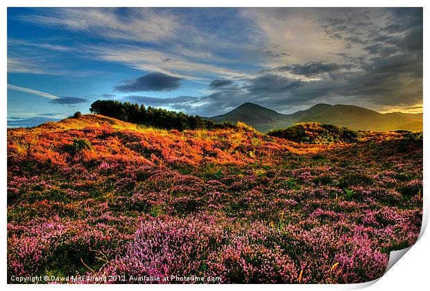 Blooming heather in the Mournes Print by David McFarland