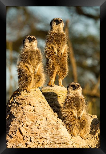 Three wise meerkats Framed Print by Martin Patten