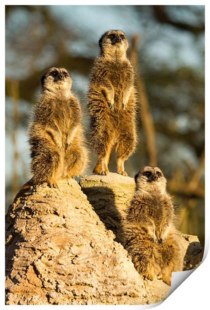 Three wise meerkats Print by Martin Patten