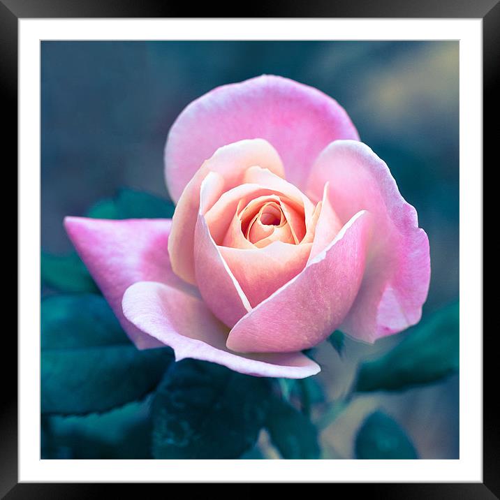 Blushing Rose Framed Mounted Print by Martin Patten