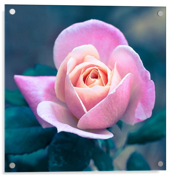 Blushing Rose Acrylic by Martin Patten