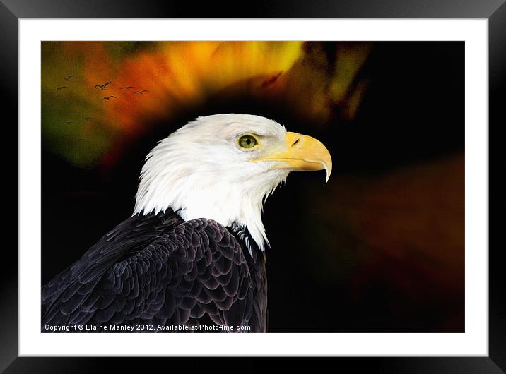 Eagle Framed Mounted Print by Elaine Manley