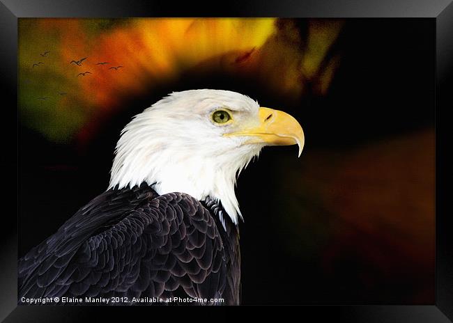 Eagle Framed Print by Elaine Manley