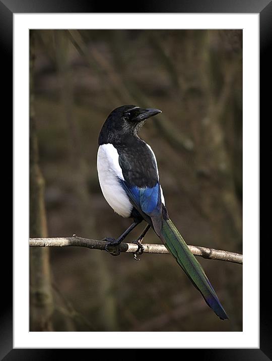 MAGPIE Framed Mounted Print by Anthony R Dudley (LRPS)
