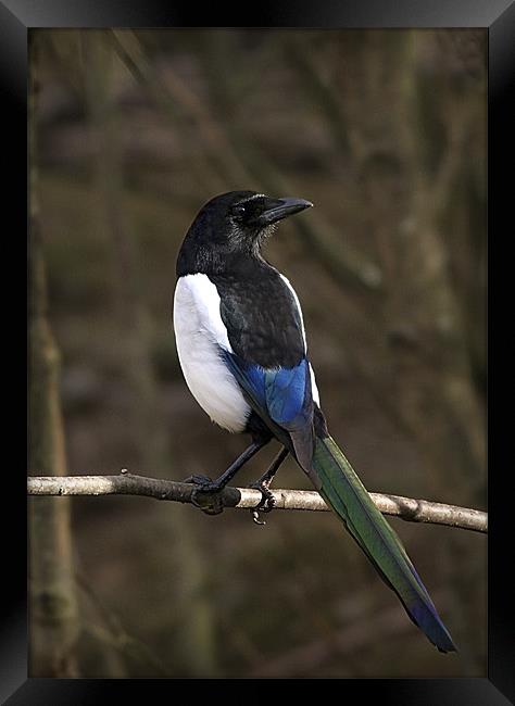 MAGPIE Framed Print by Anthony R Dudley (LRPS)