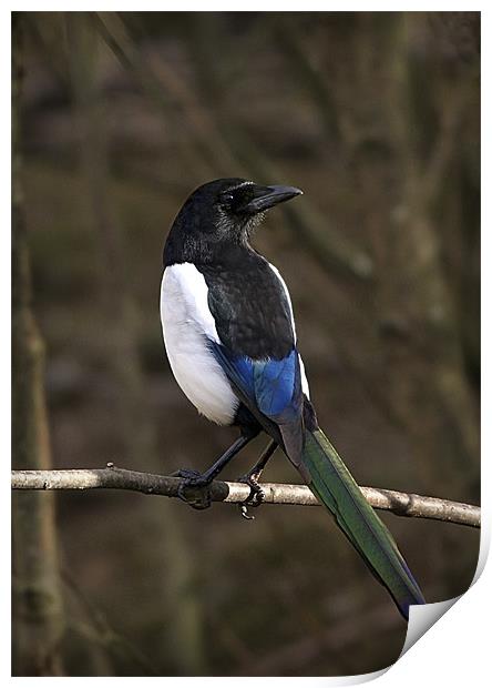 MAGPIE Print by Anthony R Dudley (LRPS)