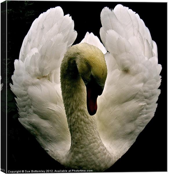 Swan from above Canvas Print by Sue Bottomley