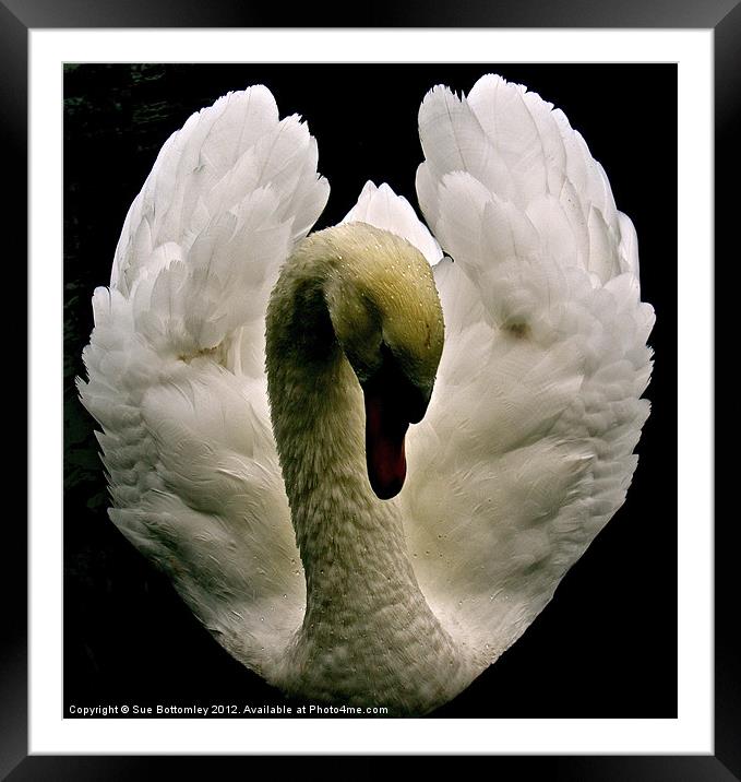 Swan from above Framed Mounted Print by Sue Bottomley