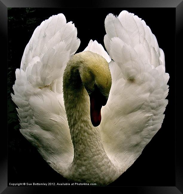 Swan from above Framed Print by Sue Bottomley