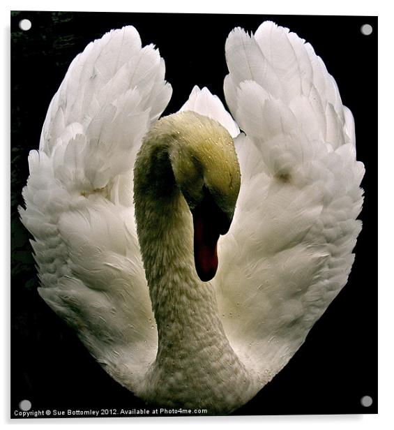 Swan from above Acrylic by Sue Bottomley