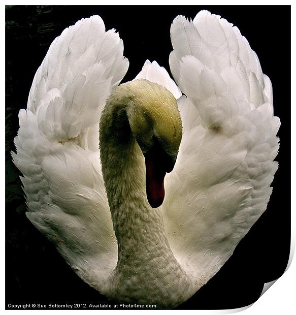 Swan from above Print by Sue Bottomley