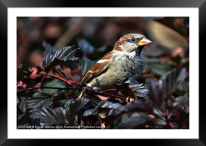 Sparrow Framed Mounted Print by Elaine Manley