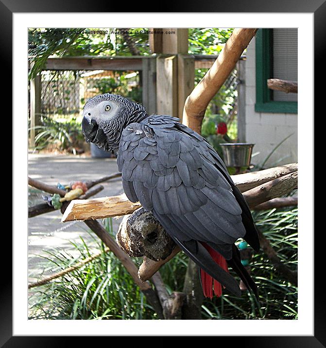 Majestic African Grey Framed Mounted Print by Susan Medeiros