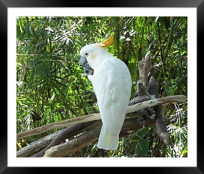 Beautiful White Cockatoo Framed Mounted Print by Susan Medeiros