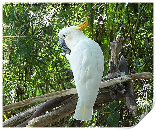 Beautiful White Cockatoo Print by Susan Medeiros