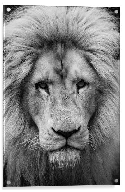 Majestic male white lion Acrylic by Martin Patten