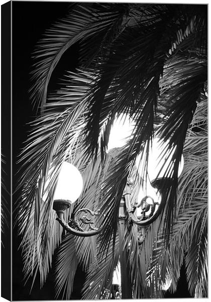 Palm & Light in San Remo Canvas Print by Benoit Charon