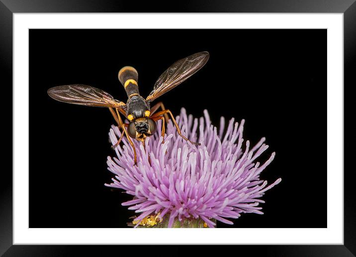 Conopid on a thistle Framed Mounted Print by Martin Patten