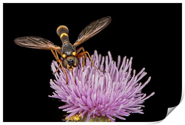 Conopid on a thistle Print by Martin Patten