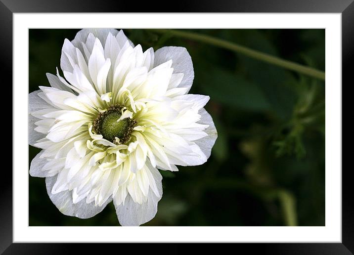 a white flower once again Framed Mounted Print by anne lyubareva