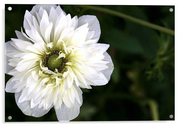 a white flower once again Acrylic by anne lyubareva