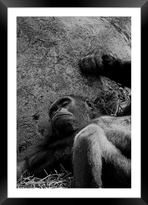 man or beast Framed Mounted Print by allan somerville