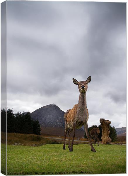 Deer at Glencoe Canvas Print by Keith Thorburn EFIAP/b