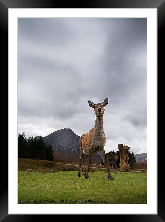 Deer at Glencoe Framed Mounted Print by Keith Thorburn EFIAP/b