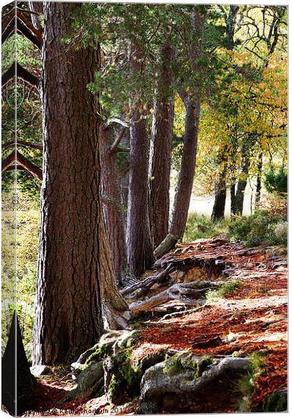 Wooded area Autumn Canvas Print by Keith Thorburn EFIAP/b