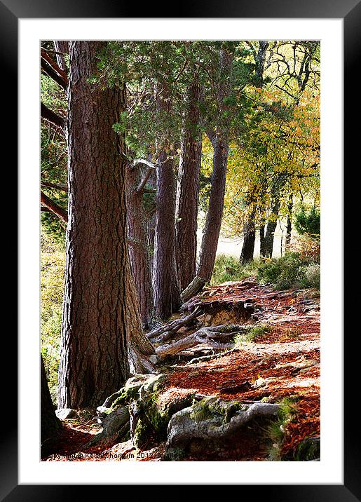 Wooded area Autumn Framed Mounted Print by Keith Thorburn EFIAP/b