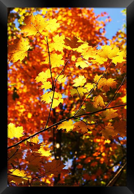 Falls Leaves Framed Print by kurt bolton