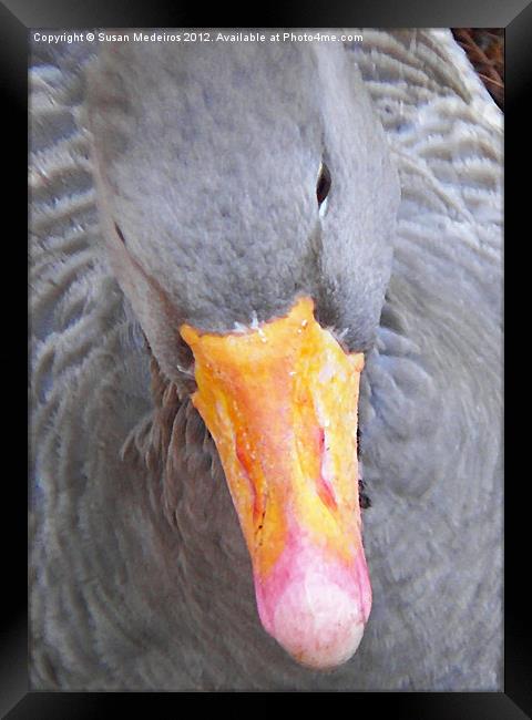 Grey Goose! Framed Print by Susan Medeiros