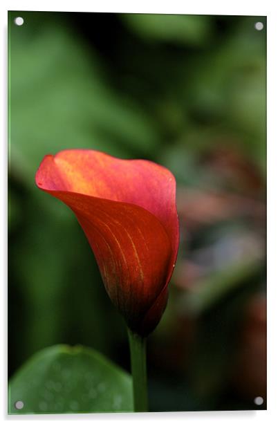 a red flower Acrylic by anne lyubareva