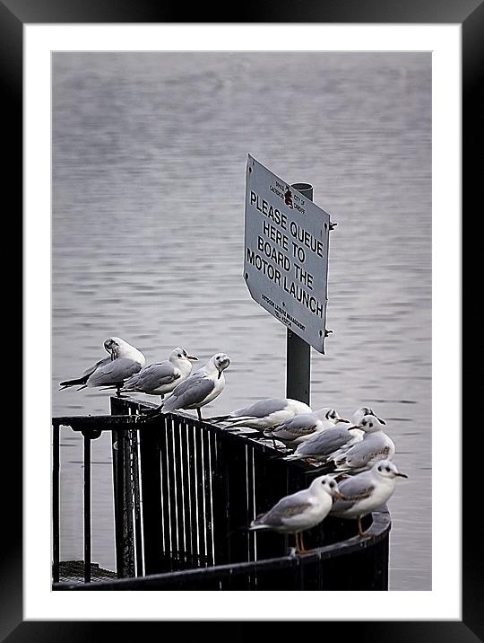 GULL QUEUE Framed Mounted Print by Anthony R Dudley (LRPS)
