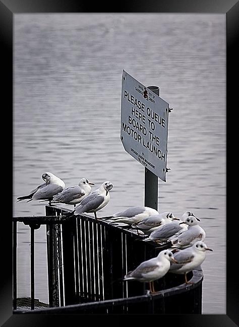 GULL QUEUE Framed Print by Anthony R Dudley (LRPS)