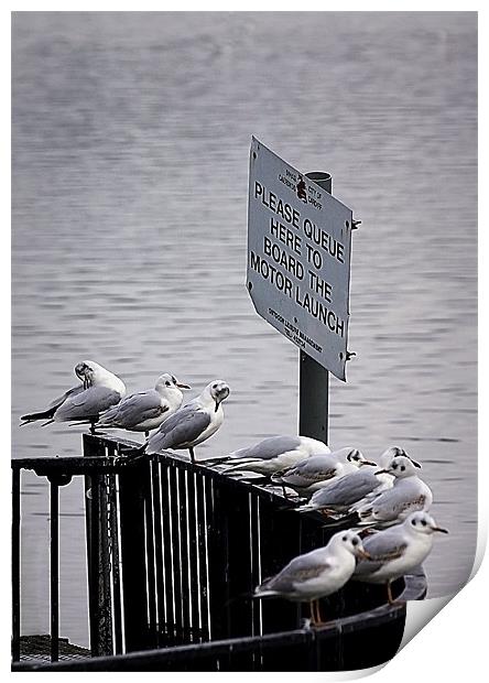 GULL QUEUE Print by Anthony R Dudley (LRPS)