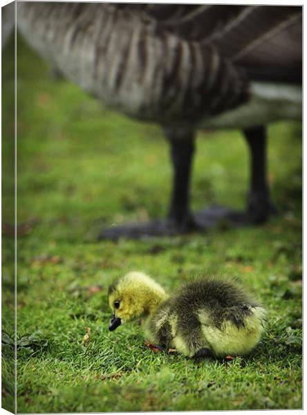 KEEP ME SAFE MUM Canvas Print by Anthony R Dudley (LRPS)