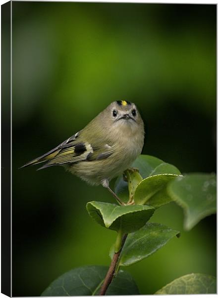 GOLDCREST Canvas Print by Anthony R Dudley (LRPS)