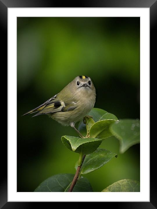 GOLDCREST Framed Mounted Print by Anthony R Dudley (LRPS)