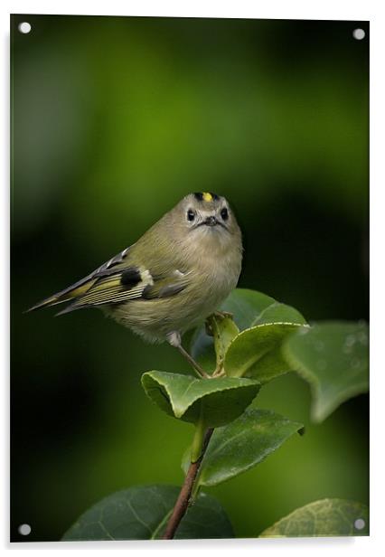 GOLDCREST Acrylic by Anthony R Dudley (LRPS)