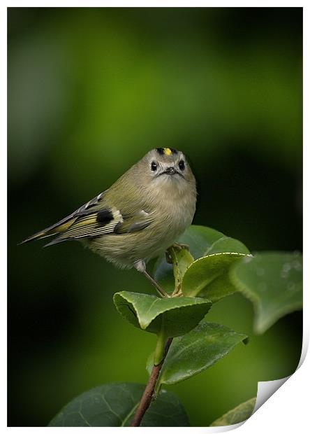 GOLDCREST Print by Anthony R Dudley (LRPS)