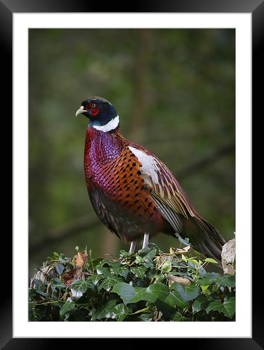 COCK PHEASANT Framed Mounted Print by Anthony R Dudley (LRPS)