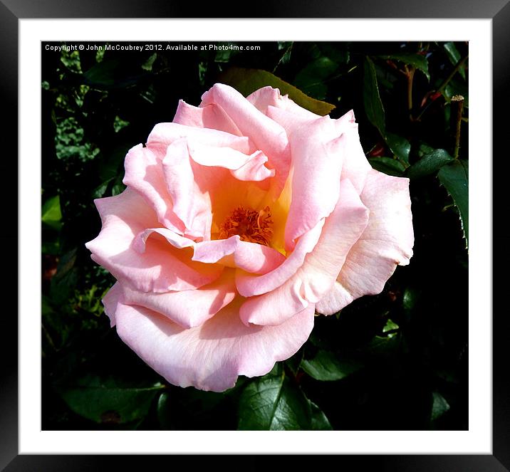 Light Pink Rose Framed Mounted Print by John McCoubrey