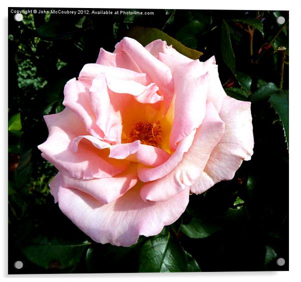 Light Pink Rose Acrylic by John McCoubrey