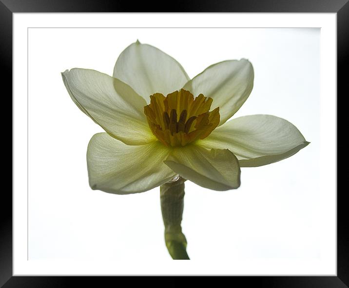 Daffodil Study One Framed Mounted Print by Kate Young