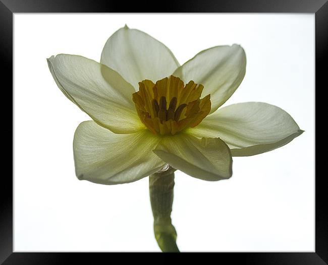 Daffodil Study One Framed Print by Kate Young