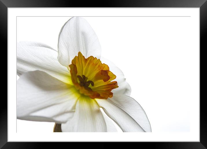 Daffodil Study Two Framed Mounted Print by Kate Young
