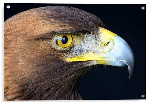 Golden Eagle Acrylic by Jon Short