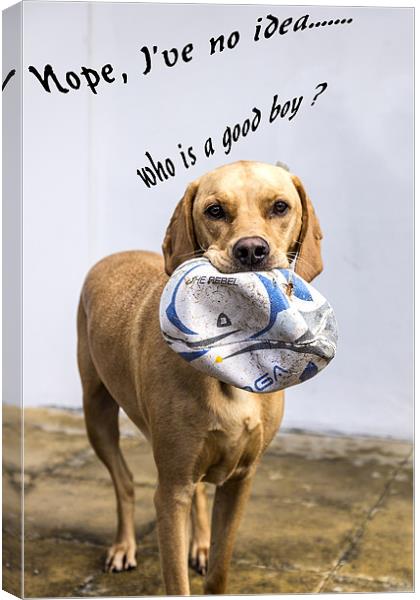 Who is a good boy? Canvas Print by richard downes
